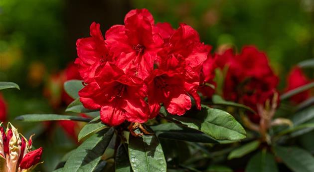 Rhododendron 'Vulcan´s Flame'