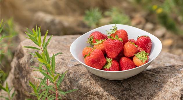 Erdbeeren in einer Schale