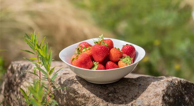 Erdbeeren in einer Schale