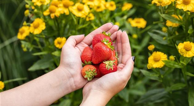 Frau hält Erdbeeren in den Händen