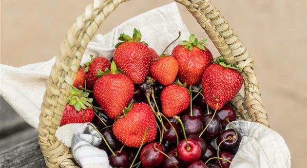 Korb mit Erdbeeren und Kirschen