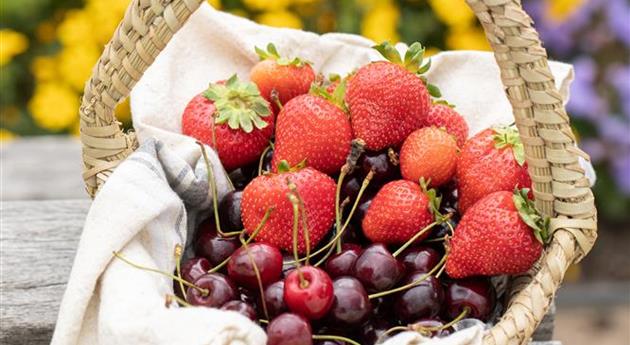 Korb mit Erdbeeren und Kirschen