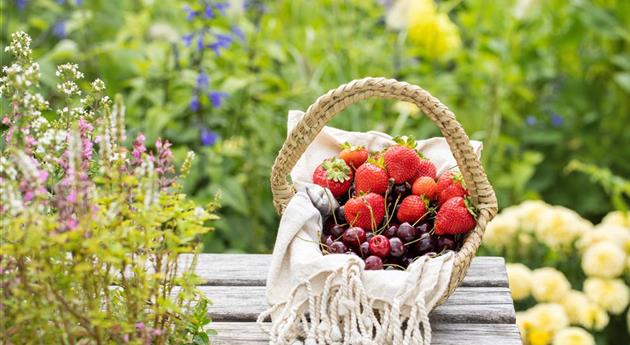 Korb mit Erdbeeren und Kirschen