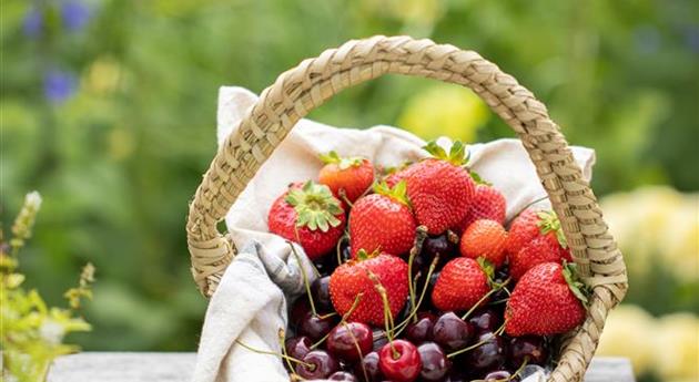 Korb mit Erdbeeren und Kirschen