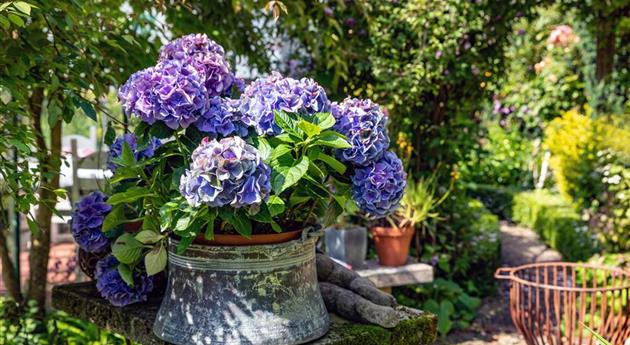 Hortensie im Pflanzkübel 