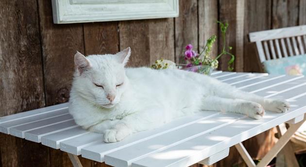 Katze im Garten