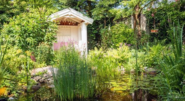 Schädlinge und Krankheiten an Wasserpflanzen erkennen