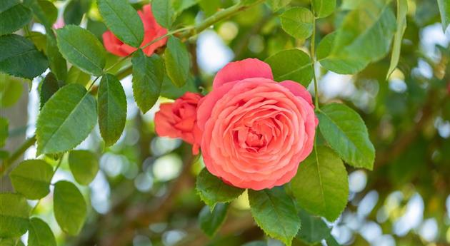 Krankheiten und Schädlinge bei Rosen erkennen und bekämpfen