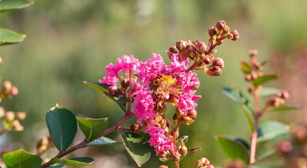 Lagerstroemia indica 'Hopi'