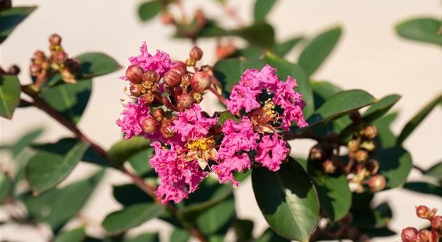 Lagerstroemia indica 'Rosea'