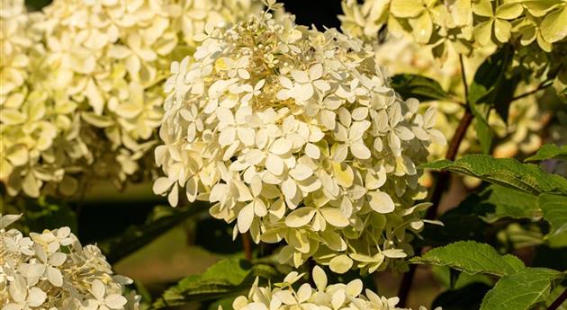 Hydrangea paniculata 'Phantom'