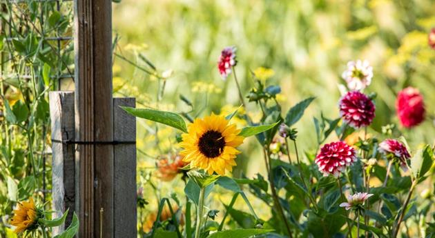 Unsere 10 beliebtesten Herbstblumen für Garten und Balkon