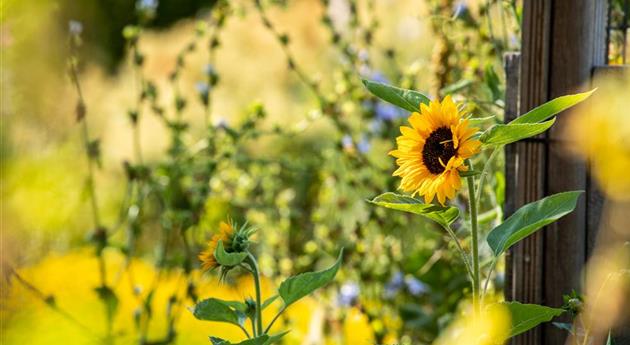 Sonnenblumen sorgen für gute Laune im Sommer