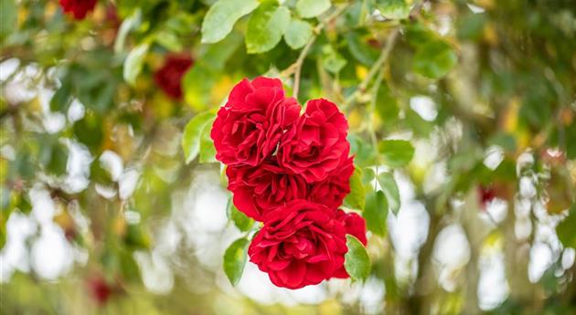 Einen Rosengarten gestalten – Hübsche Blüten überall