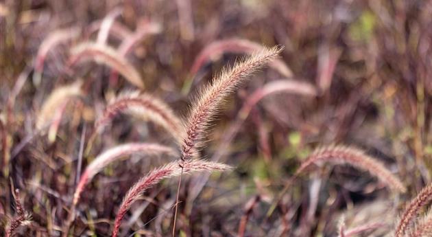 Gartengestaltung mit Gräsern – Jetzt wird’s bunt!