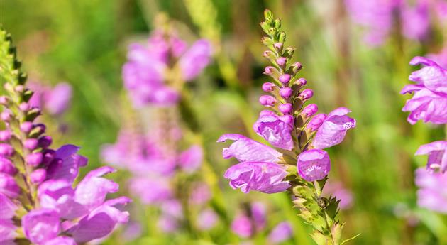 Gelenkblume - Einpflanzen im Garten