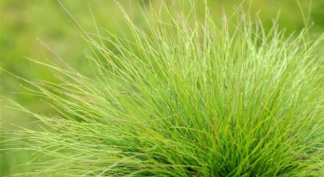 Gräser kaufen und den eigenen Garten einmalig gestalten