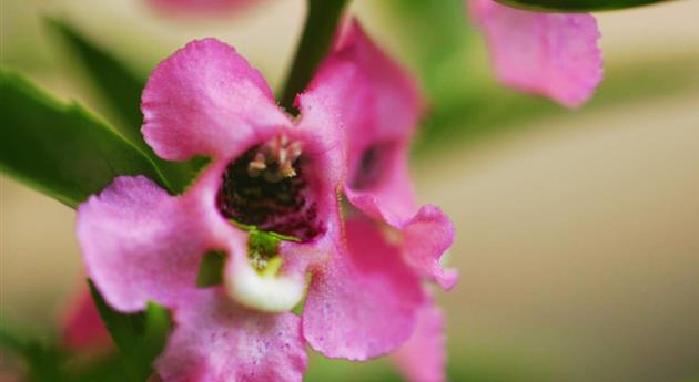 Angelonia - Einpflanzen im Garten