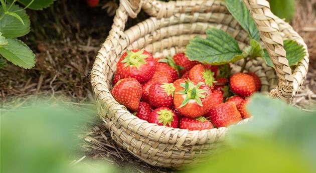 Erdbeeren im Korb