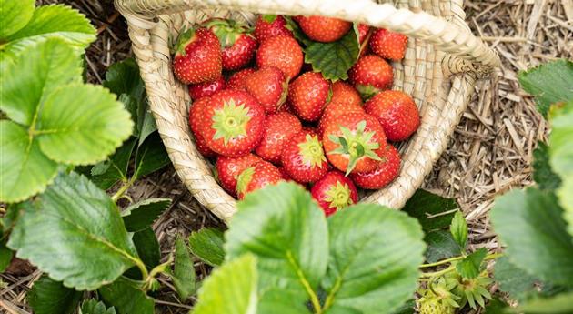 Erdbeeren im Korb