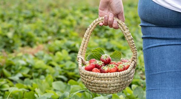 Erdbeeren im Korb