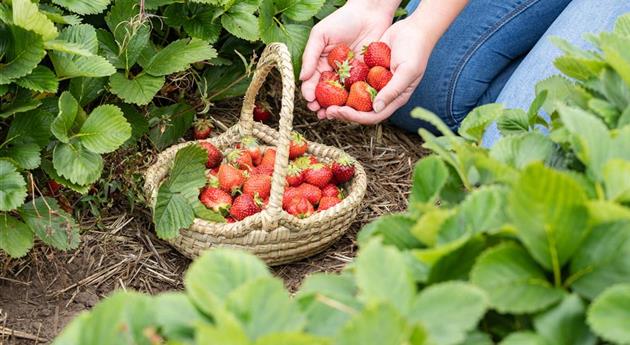 Erdbeeren im Korb