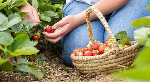 Erdbeeren im Korb