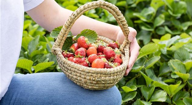 Erdbeeren im Korb