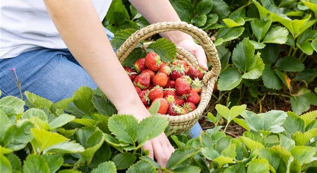 Erdbeeren im Korb