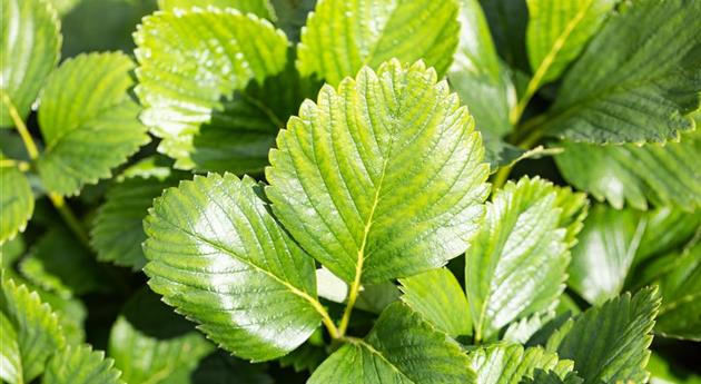 Fragaria x ananassa 'Malwina'