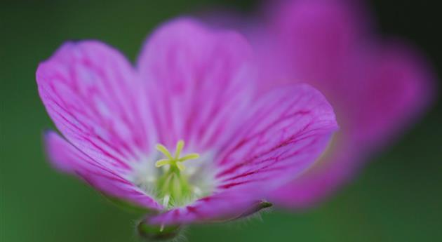 Reiherschnabel - Einpflanzen im Garten