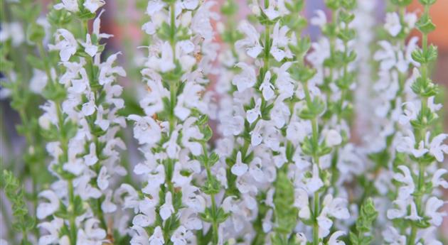 Steppensalbei - Einpflanzen im Garten