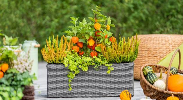 Balkonkasten im Herbst - Ambiente