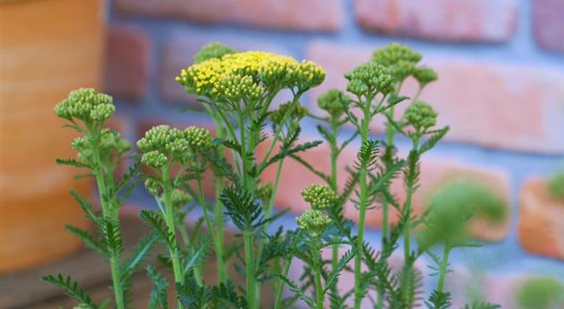 Schafgarbe - Einpflanzen im Garten (gelb)