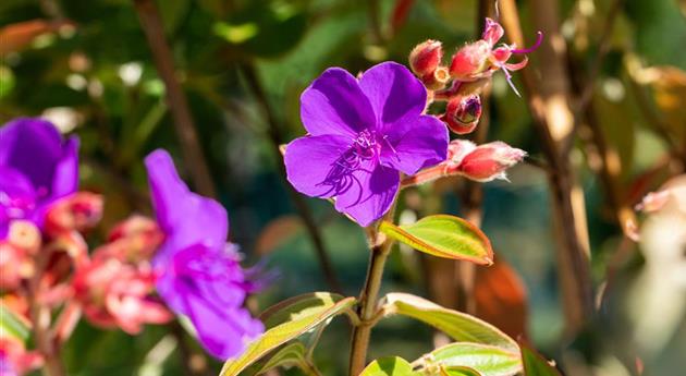 Tibouchina urvilleana