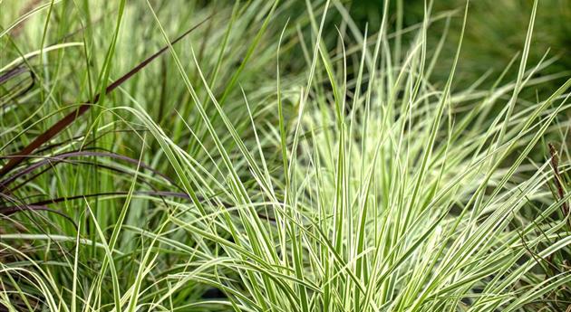 Carex morrowii ssp. foliosissima