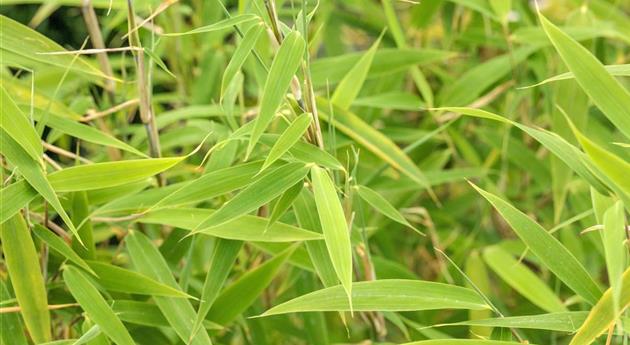 Bambus für ein asiatisches Flair im Garten