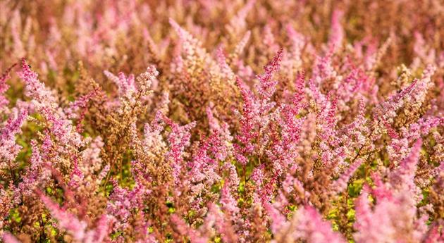 Astilbe chinensis 'Finale'