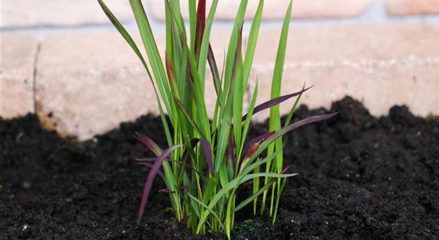 Japanisches Blutgras - Einpflanzen im Garten