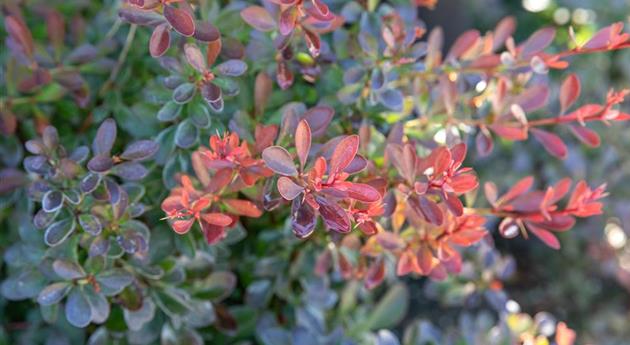 Berberis thunbergii 'Bagatelle'