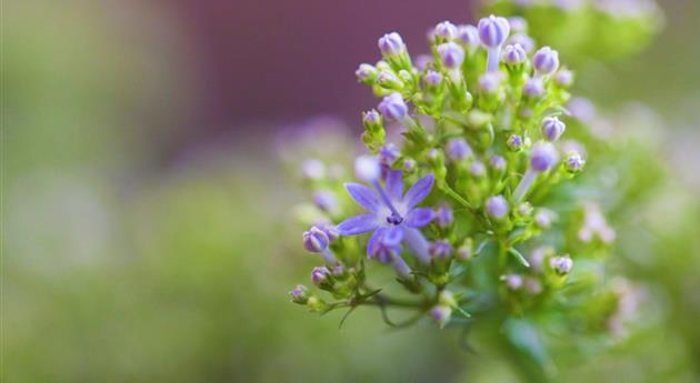 Blaues Halskraut - Einpflanzen im Garten