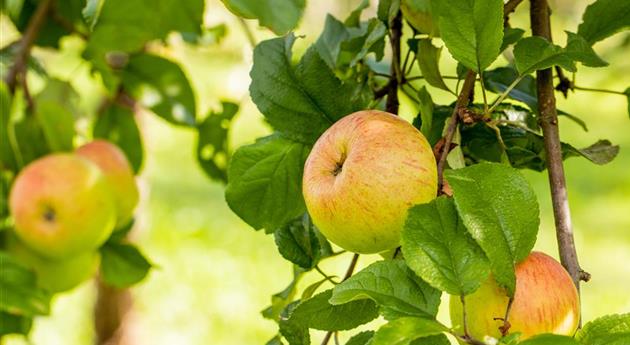 Malus domestica 'Roter Berlepsch'