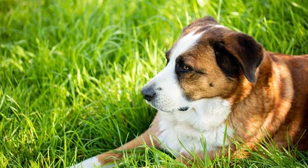 Hund liegt im Gras