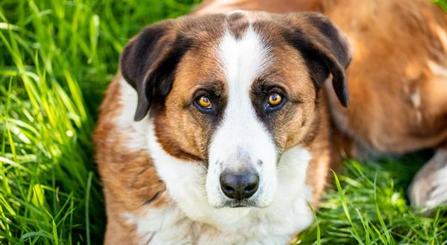 Hund liegt im Gras