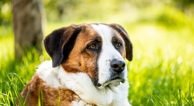 Hund liegt im Gras