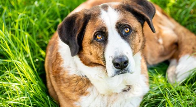 Hund liegt im Gras