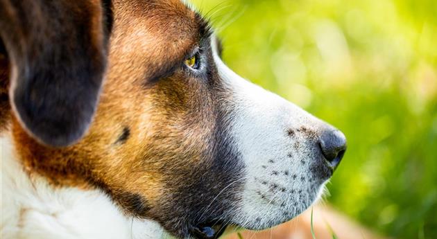 Hund liegt im Gras