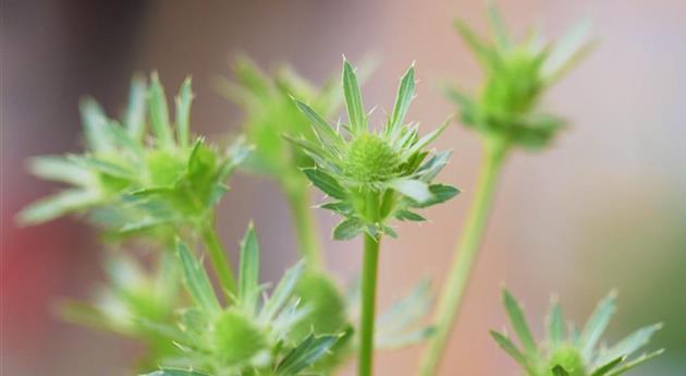 Edeldistel - Einpflanzen im Garten