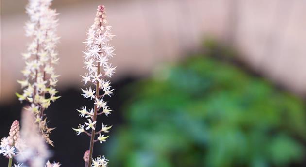 Schaumblüte - Einpflanzen im Garten