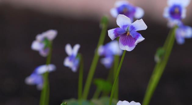 Australisches Veilchen - Einpflanzen im Garten